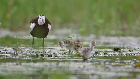 Pheasant-tailed-jacana-and-chicks-feeding-in-rainy-day-in-wetland-area