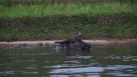 Buffalo-Disfruta-Del-Río-En-Indonesia,-Vista-Estática
