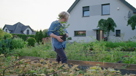 Elderly-woman-carries-green-plant-by-garden-boxes-by-her-house,-slo-mo