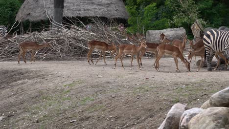 Flock-of-African-Impala-walking-around-inside-Zoo-with-people-seen-in-background