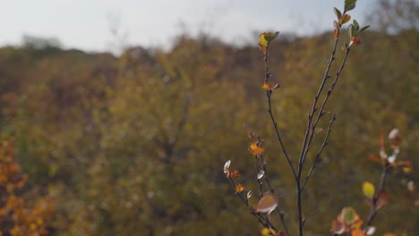 Einzelner-Zweig-Mit-Ein-Paar-Verbliebenen-Blättern-Im-Herbstwind