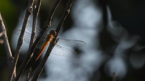 Dragonfly---eyes---wings-