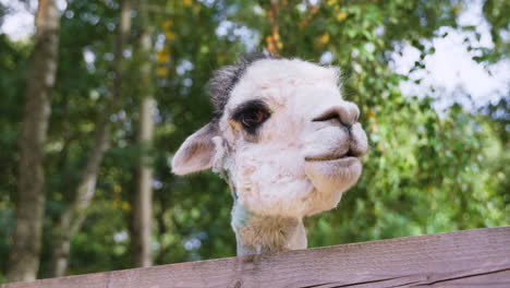 Head-Closeup-of-Alpaca-Fed-in-a-Farm-Eating-Grass-Standing-Behind-a-Wooden-Fence---low-angle