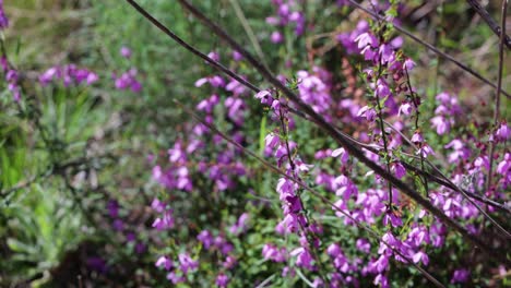 Nahaufnahme-Einer-Rosafarbenen-Heideblume-Im-Australischen-Hochland-In-Zeitlupe