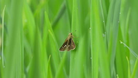 Schmetterling,-Der-Sich-Auf-Grünem-Gras-Entspannt