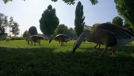 A-Gaggle-of-Swan-Geese-waddle-around-grazing-and-feeding-on-lawn-grass-in-at-Heidelberg-city-Park-with-People-in-Background