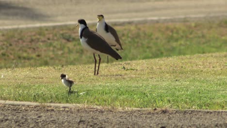 Masked-Lapwing-Plover-Birds-And-Baby-Chick-Walking-On-Grass-By-Road