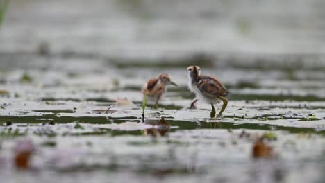 Pheasant-tailed-Jacana-chicks-in-a-rainy-day