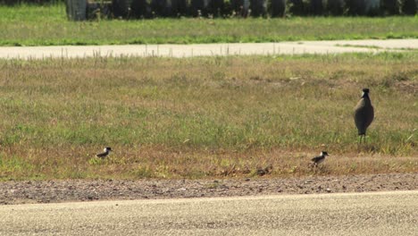 Masked-Lapwing-Plover-And-Two-Baby-Chicks-Walking-Next-To-Road,-Car-Goes-Past