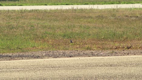 Baby-Masked-Lapwing-Plover-On-Nature-Strip-Next-To-Road,-Car-Goes-Past