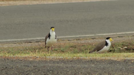 Masked-Lapwing-Plover-Birds-Standing-Next-To-Road