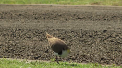 Masked-Lapwing-Plover-Bird-Walking-And-Pecking-Grass-By-Driveway