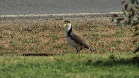 Masked-Lapwing-Plover-Bird-Standing-Next-To-Road