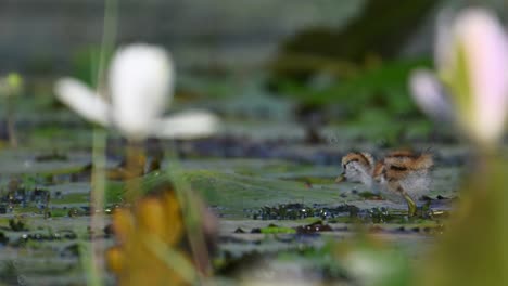 Küken-Von-Fasanenschwanzhühnern-Fressen-An-Einem-Regnerischen-Tag-Auf-Schwimmenden-Blättern