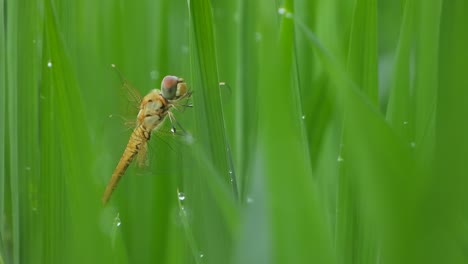 Dragonfly---gold-color---rice-grass---relaxing-