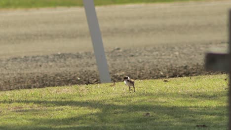 Baby-Chick-Masked-Lapwing-Plover-Bird-Walking-On-Grass-By-Roadside-The-Sits-Down