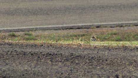 Baby-Chick-Masked-Lapwing-Plover-Bird-Walking-On-Grass-By-Roadside