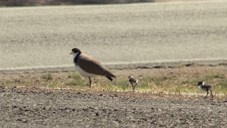 Masked-Lapwing-Plover-And-Two-Baby-Chicks-Standing-Near-Roadside