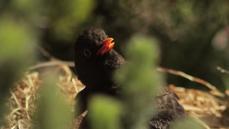 Blackbird-Sunning-Sitting-Still-Moving-Head-Slowly
