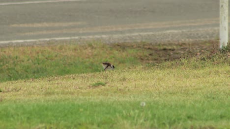 Baby-Chick-Masked-Lapwing-Plover-Pecking-Foraging-Eating-On-Grass,-Road-In-Background