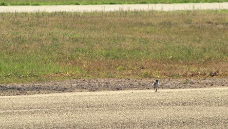 Baby-Chick-Masked-Lapwing-Plover-Walking-Across-Road