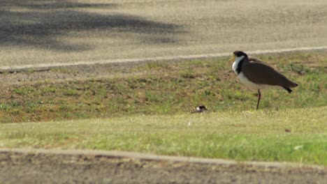 Masked-Lapwing-Plover-And-Baby-Chick-Standing-Walking-On-Grass-By-Road