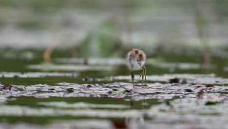 Chicks-of-Pheasant-tailed-jacana---Close-up-in-Morning-on-Floating-leaf-of-Water-lily