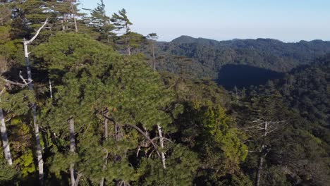 Aerial-orbits-evergreen-trees-on-mountain-slope-in-remote-Honduras