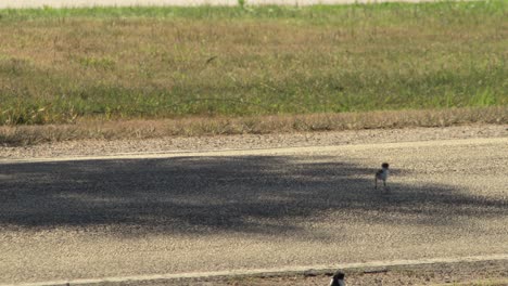 Baby-Chick-Masked-Lapwing-Plover-Walking-Across-Road-Street
