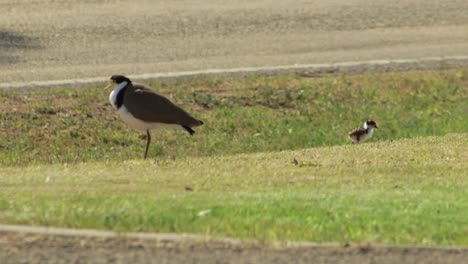 Masked-Lapwing-Plover-Bird-and-Baby-Chick-On-Grass-By-Road