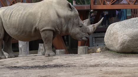 Sad-Rhinoceros-standing-in-zoo-with-audience-behind-fence-in-backgroud