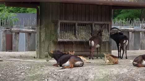 Familia-De-Antílopes-Sable-Comiendo-Heno-Y-Relajándose-Dentro-Del-Zoológico---Hierba-Borrosa-En-Primer-Plano-Y-Valla-En-Segundo-Plano