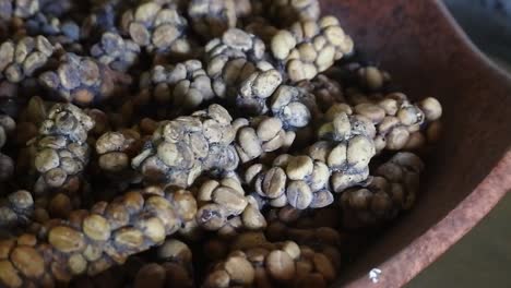 Aufnahme-Original-Indonesischer-Luwak-Kaffeebohnen,-Die-Getrocknet-Wurden