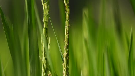 Reis---Grünes-Gras---Essen---Schön