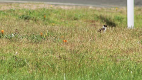 Masked-Lapwing-Plover-Baby-Chick-Walking-On-Grass