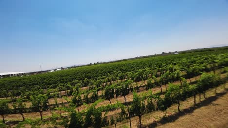 A-remarkable-drone-viewpoint-soaring-over-a-stunning-and-lush-vineyard-field,-Ecatepec-de-Morelos,-Mexico
