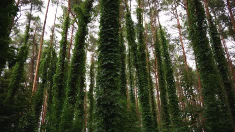 árboles-Altos-Del-Denso-Bosque-Verde-Y-Tranquilo-Durante-El-Día,-Tiro-Giratorio