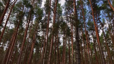 Tiro-En-ángulo-Bajo-De-Pinos-Altos-En-Un-Denso-Y-Tranquilo-Bosque-Verde-Durante-El-Día