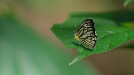 Moving-with-the-with-as-perched-on-a-leaf-as-other-butterflies-flyby,-Striped-Albatross-Appias-libythea-olferna,-Thailand