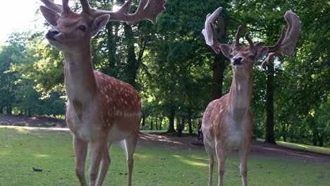 Big-European-fallow-deer-bucks-coming-close-to-camera-for-food-inside-Marselisborg-deer-park-in-Aarhus-Denmark