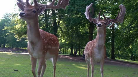 Große-Europäische-Damhirschböcke-Nähern-Sich-Der-Kamera,-Um-Im-Marselisborg-Hirschpark-In-Aarhus,-Dänemark,-Futter-Zu-Suchen