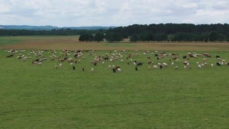 Antena-Lateralmente-Gran-Grupo-De-Vacas-Lecheras-Pastando-En-Un-Campo-Verde,-Día-Nublado