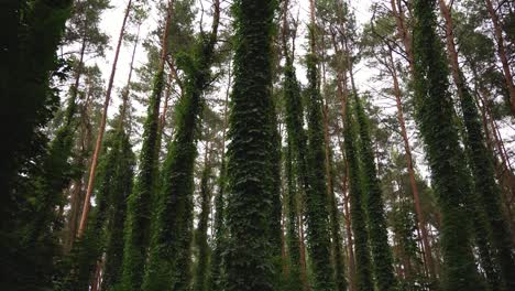 Hohe-Bäume-Des-Dichten,-Grünen,-Ruhigen-Waldes-Tagsüber,-Gleitende-Aufnahme