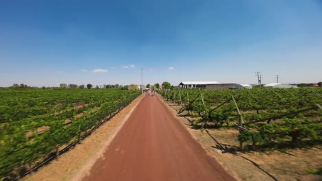An-exceptional-aerial-perspective-is-showcased-in-the-list-of-Wineries-Beautiful-Summer-Landscape-With-Vineyard-on-A-Sunny-Day,-Ecatepec-de-Morelos,-Mexico