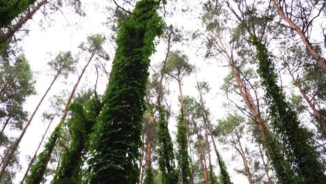 árboles-Altos-Del-Denso-Bosque-Verde-Y-Tranquilo-Durante-El-Día,-Inclinados-Hacia-Abajo