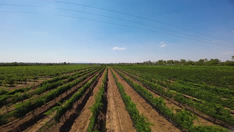 Experimentando-La-Impresionante-Vista-De-Las-Exuberantes-Y-Verdes-Hileras-De-Abundantes-Viñedos-Bajo-Un-Cielo-Azul-En-Transición,-Ecatepec-De-Morelos,-México.