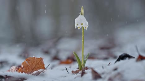 Flowering-Spring-Snowflake-Leucojum-vernum-surrounded-by-snow,-light-snowfall