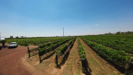 Se-Puede-Ver-Una-Impresionante-Toma-Cenital-De-Un-Viñedo,-Abundante-En-Follaje-Verde,-Con-Un-Tractor-Estacionado-Al-Costado,-En-Ecatepec-De-Morelos,-México.