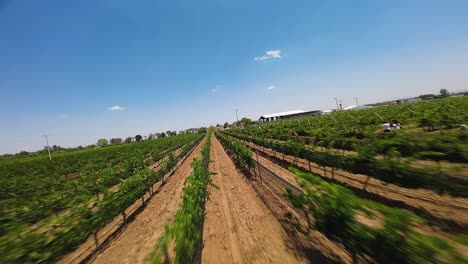 A-drone-captured-a-scene-at-a-vineyard-in-Ecatepec-de-Morelos,-Mexico,-displaying-attendees-enjoying-their-time-on-a-bright,-sunny-day