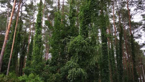 Tall-trees-of-the-dense-green-calm-forest-during-the-daytime,-sliding-shot